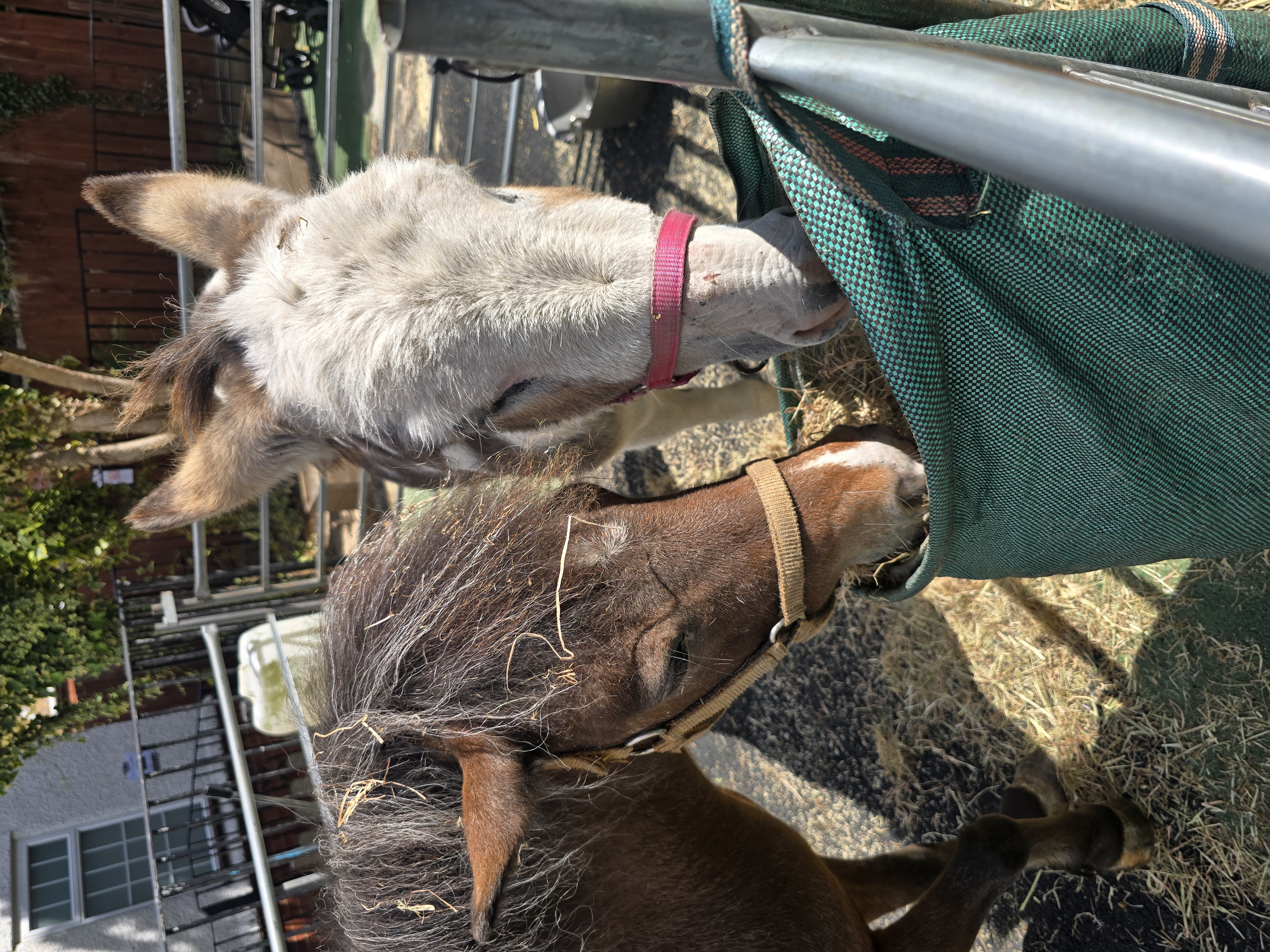 Banana Moon Bromley Celebrates 4th Birthday with Fun-Filled Farm Day